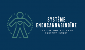 Système Endocannabinoïde
