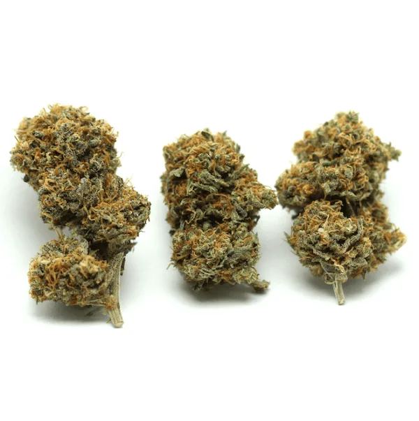 Fleur Gorilla 9 INDOOR