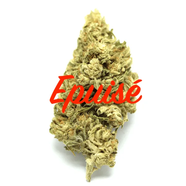 Butter SKunk 15