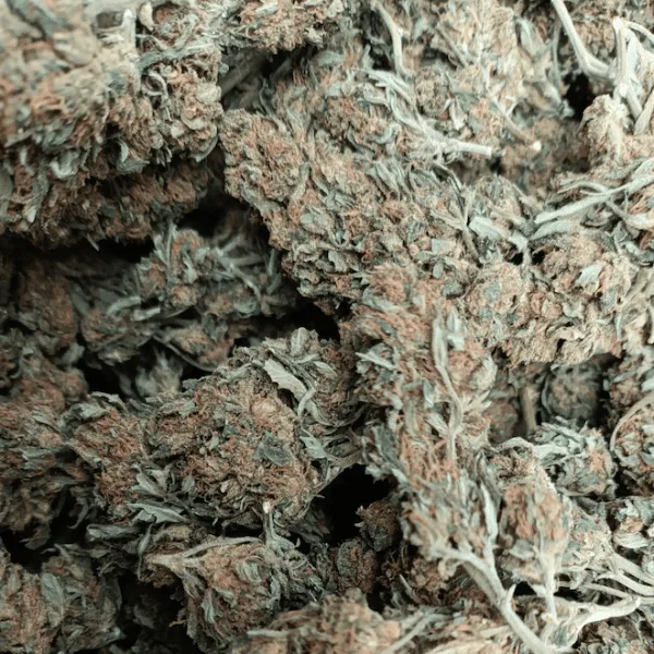 Orange Cali