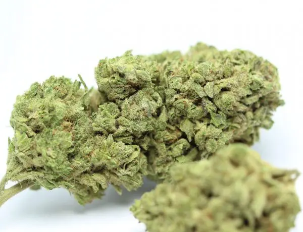 Wedding Cake CBD
