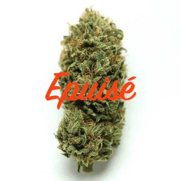 Champagne CBD epuisé