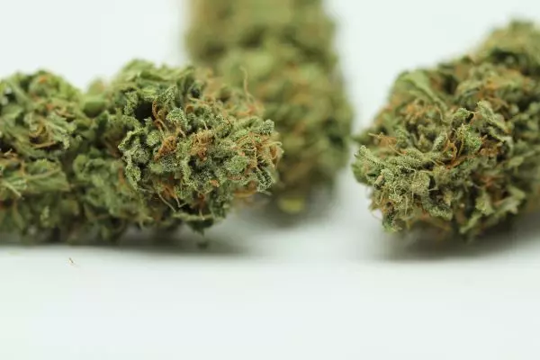 Champagne CBD
