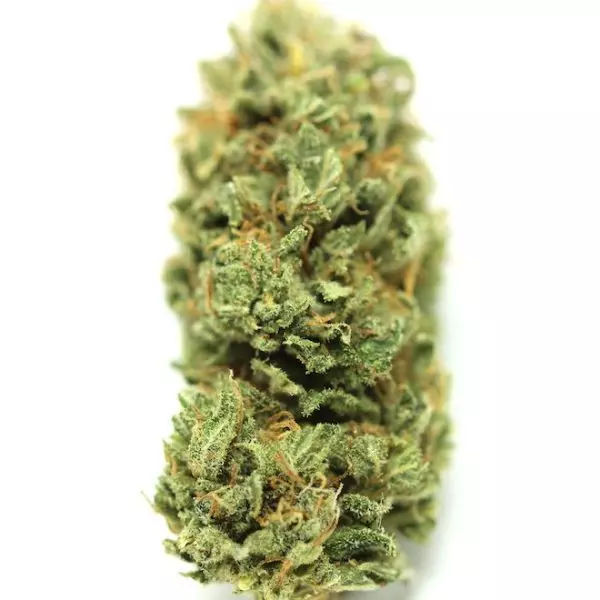 Champagne CBD
