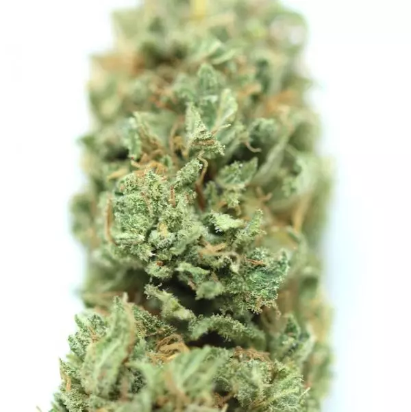 ZOOM Champagne CBD