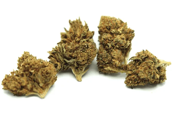 Tangie Pop Corn