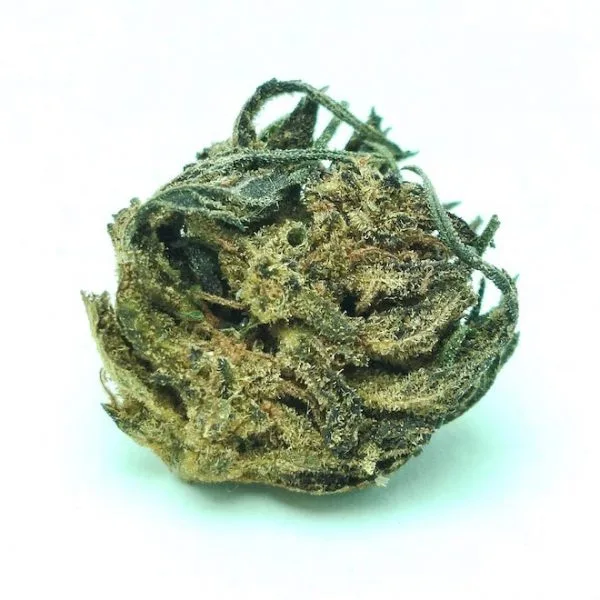 Blue Grape