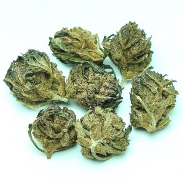 Blue Grape
