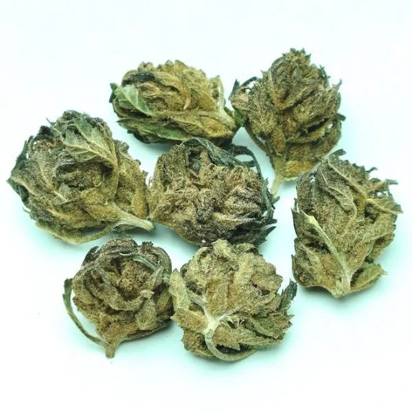 Blue Grape